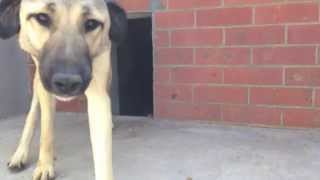 Het Hezehof - Onze volwassen honden by Mario 736 views 9 years ago 1 minute