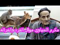 مكرم المنياوي موال القرد والغزاله 