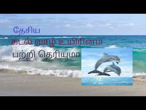 தேசிய நீர்வாழ் உயிரினம் பற்றி தெரியுமா ? /🐬#dolphin details#OMG world