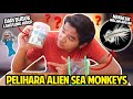 HEWAN INI AJAIB KAYA ALIEN! DARI BUBUK LANGSUNG HIDUP! PELIHARA SEA MONKEYS / MIRACLE MONKEYS!