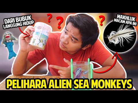 Video: Bagaimanakah monyet laut dicipta?