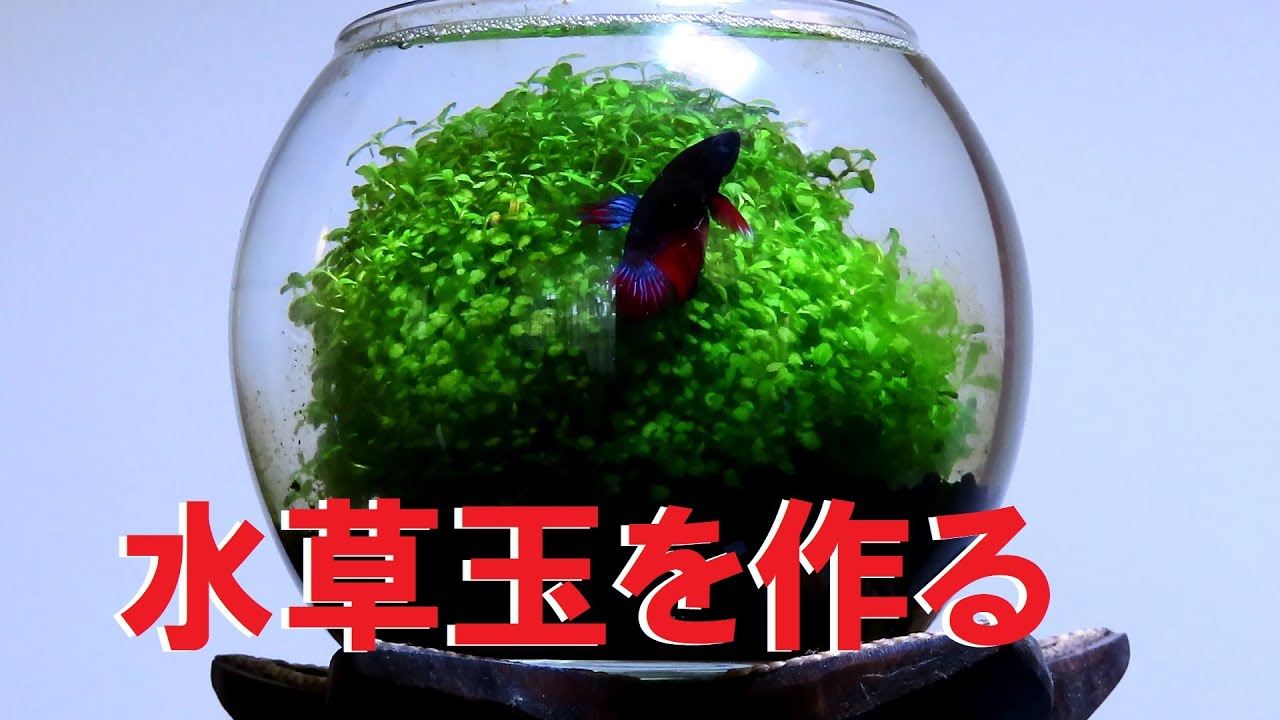種から育てる水草で水草玉を作ってみる 丸形水草水槽 Youtube 種から育てる水草で水草玉を作ってみる 丸形水草水槽 Youtube