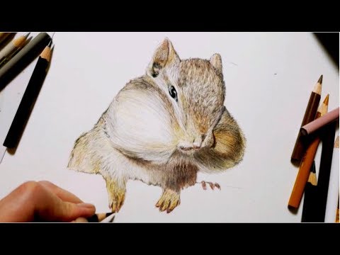 色鉛筆でリスを描いてみた Realistic Colored Pencil Drawings Of Squirrels Youtube