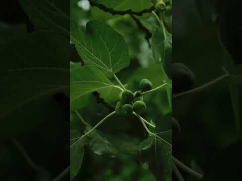    تعبیر انجیر