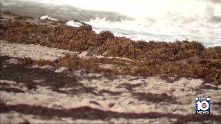 Stinky sargassum settles along South Florida shoreline