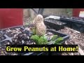 How to Grow Peanuts in the Home Garden & Cook Them to Eat