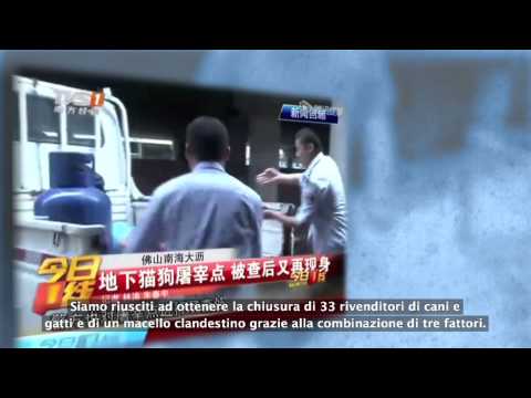 Vittoria in Cina! Chiusi 33 rivenditori ed 1 macello di carne di cane e gatto