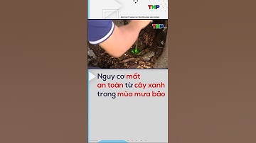 Nguy cơ mất an toàn từ cây xanh trong mùa mưa bão