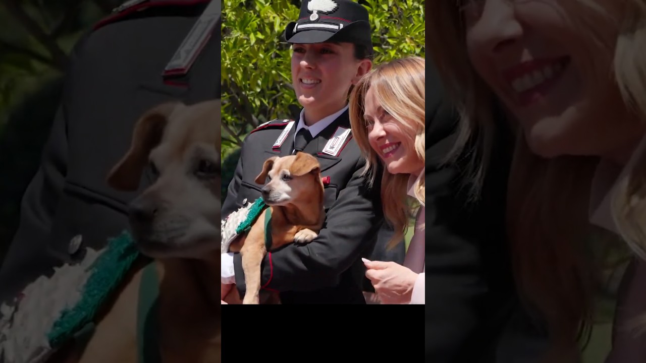 BRICIOLA SALUTA DALLA PREMIER MELONI 🐶🇮🇹 #carabinieri #armadeicarabinieri #giorgiameloni