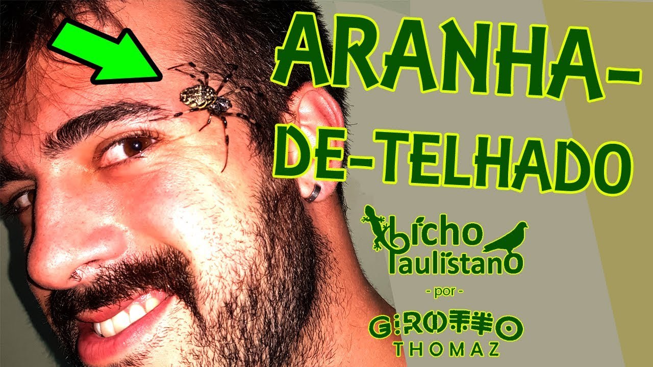 Aranha-de-telhado (Nephilengys cruentata)