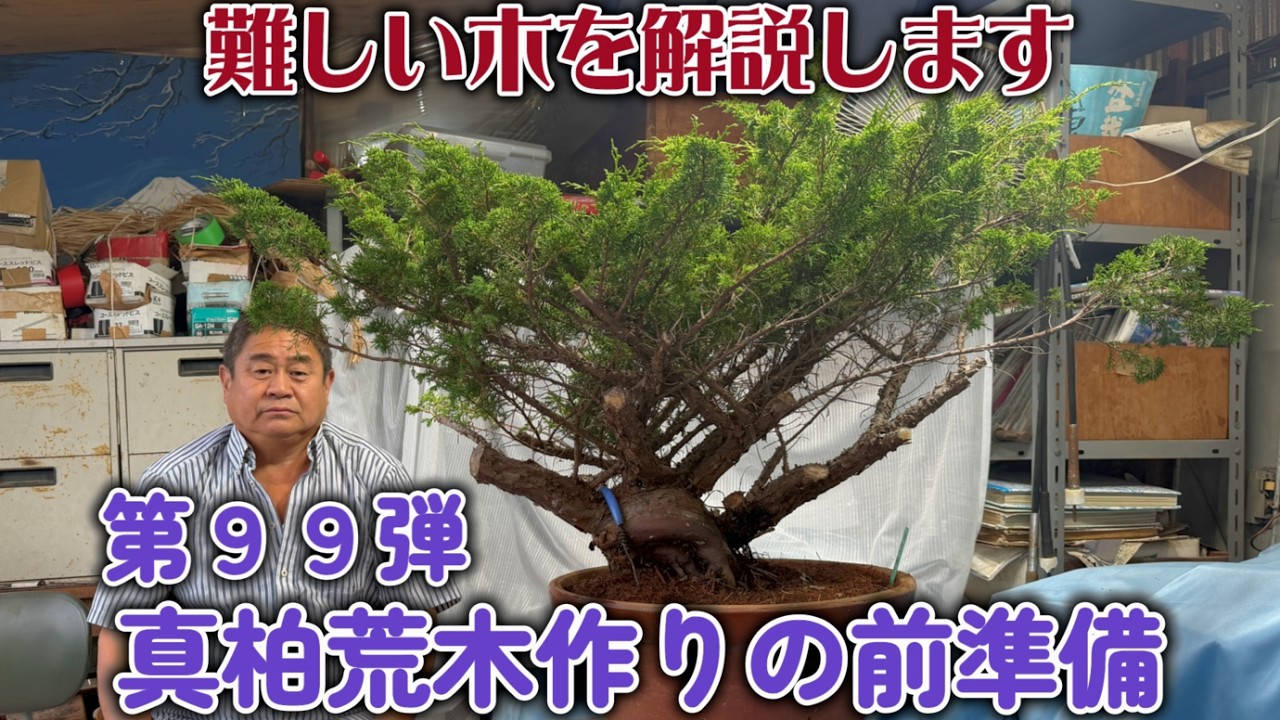 Bonsai] Part 99: Preparing Shimpaku Juniper Raw Material