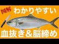 【図解】わかりやすい血抜き＆脳締め（青物）