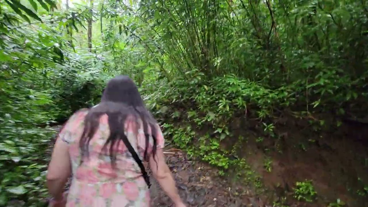 Hike the Manoa Falls Trail #2  2023