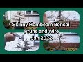 Skinny Hornbeam Bonsai Prune And Wire Jan 2022