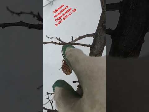 шпорцы сливы