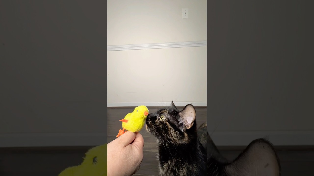 For Your Meowentine  #sponsored #meogicbox #cats