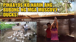 PINAAYOS KO NARIN ANG BUBONG NG MGA MUSCOVY DUCKS!