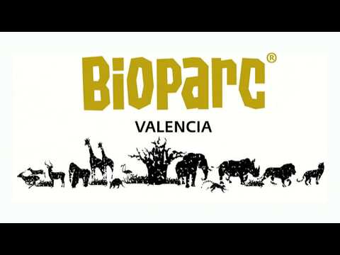 Jirafas - Comportamiento sexual y rituales de apareamiento (BIOPARC Valencia)