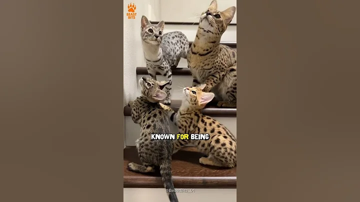 Watch the video about Would You Own This Cat? 😼🐆