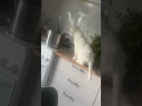 🤣Когда спалили 🤣 #ржака #смех #прикол #юмор #рекомендации #смешноевидио