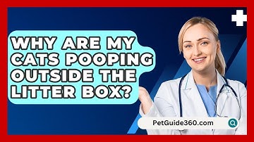 Why Are My Cats Pooping Outside The Litter Box? - PetGuide360.com
