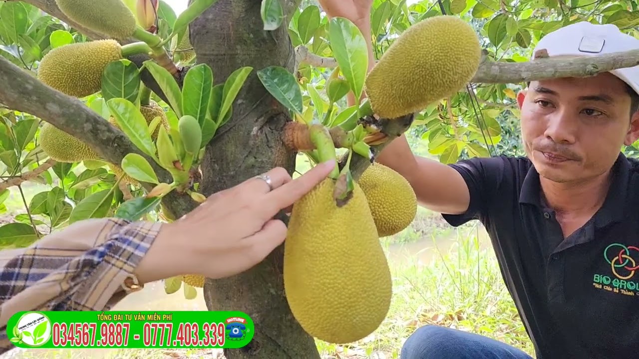 Giai đoạn nào Tuyển Trái mít ruột đỏ sơ vàng _ CÁCH CHỌN TỈA TRÁI MÍT RUỘT ĐỎ