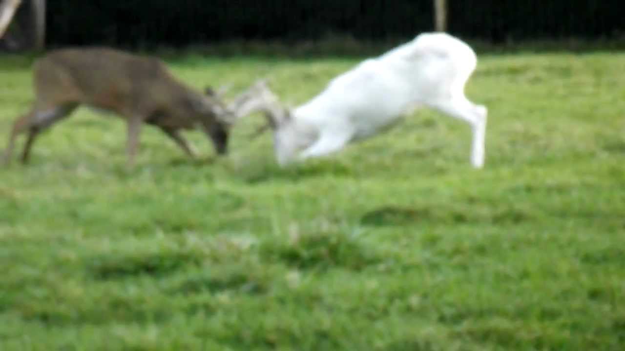 Two Bucks fighting. Alpha breaks up the fight. - YouTube - 1280 x 720 jpeg 40kB