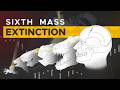 Holocene extinction explained