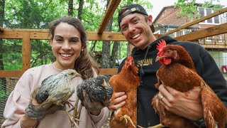 Introducing Our Baby Chicks to Adult Hens (What We Learned)