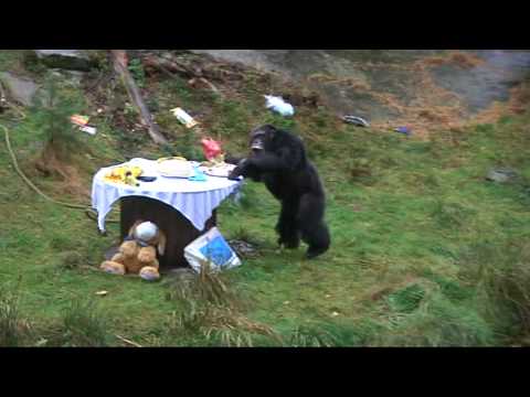 Video: Gorillaer Er Mye Nærmere Mennesker Enn Sjimpanser - Alternativ Visning