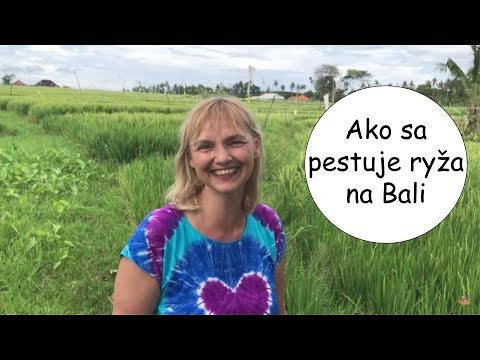 Video: Ako Sa Pestuje Indická Morská Ryža