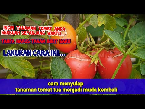 Video: Tomat Adeline: Apa Yang Baik Dan Adakah Ia Bernilai Tumbuh?