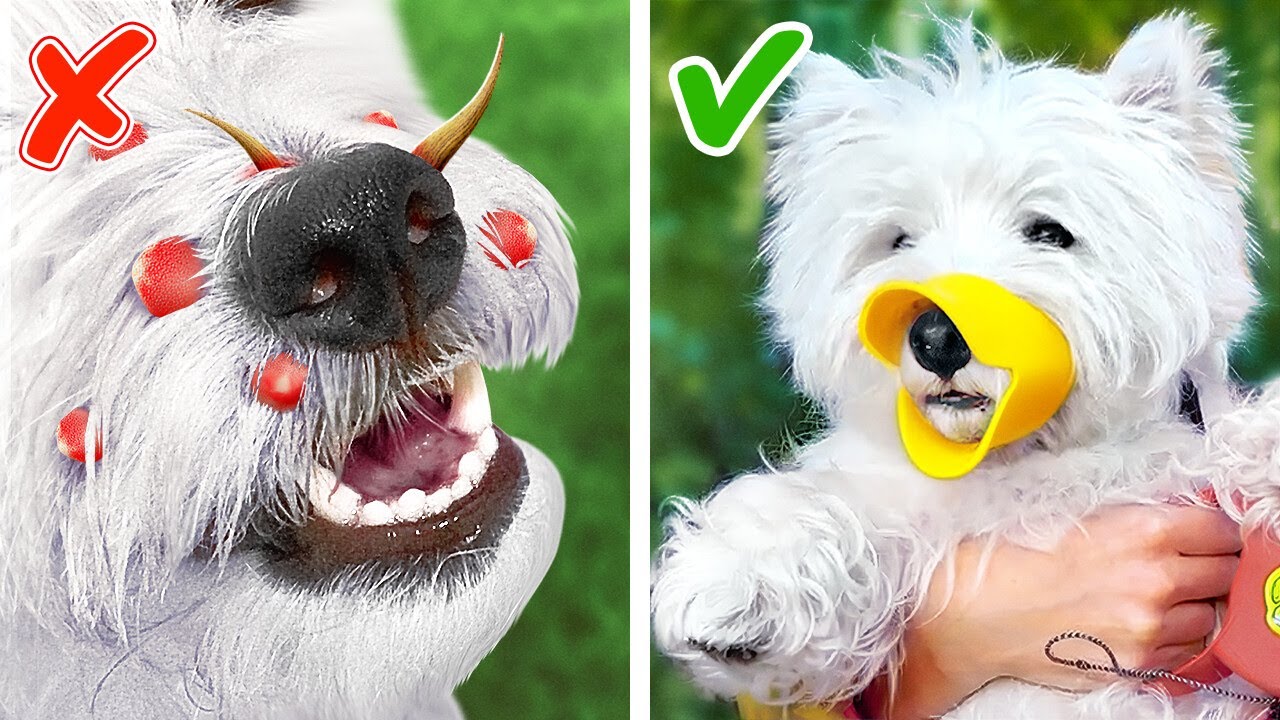 Save Your Dog’s Nose! *Amazing Gadgets and Hacks for Pet Owners YouTube