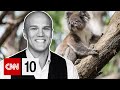 Koalas and North Korea Insights