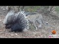 Silly leopard taking on porcupine at high speed will make your day