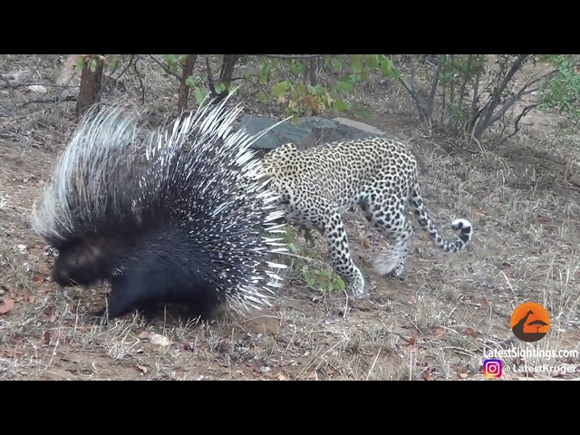 Silly leopard taking on porcupine at high speed will make your day! class=