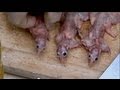 Heston Blumenthal Cooks Mice