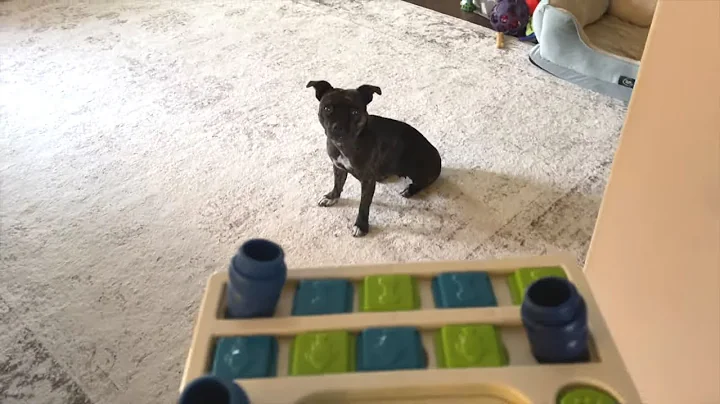 Dog tries to solve difficult Puzzle
