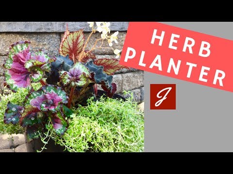 Herb Planter with Thyme and Begonias, pretty and functional!
