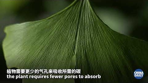 Fossilized ginkgo leaves may help project future climate