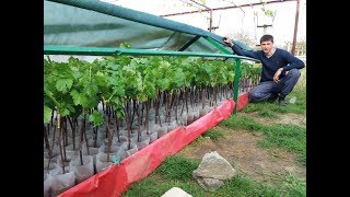 Закалка вегитирующих саженцев винограда 2019