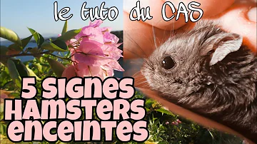 Comment savoir si le hamster est enceinte ?