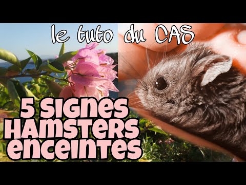 Vidéo: Comment prendre soin d'un chiot Mal Shi