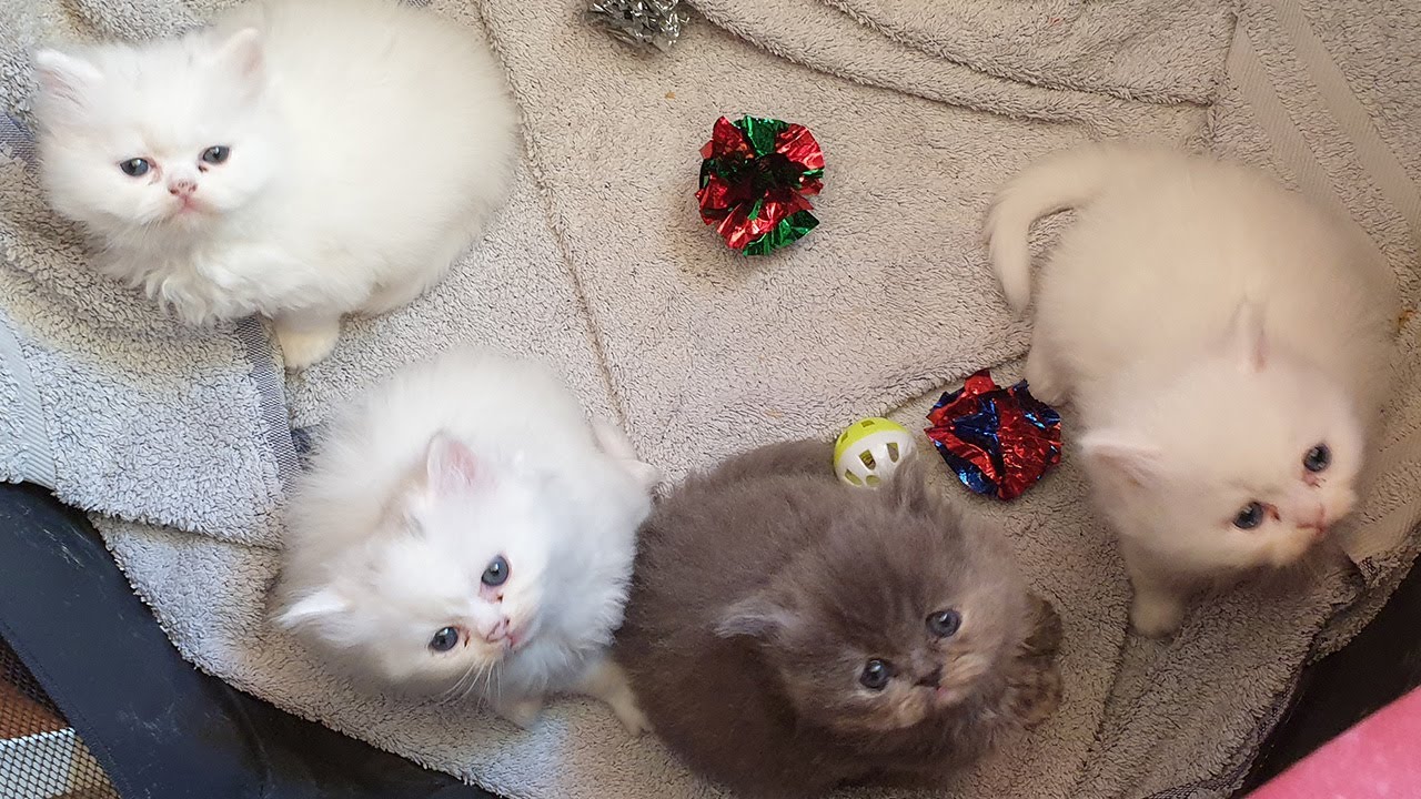 Adorably Cute Baby Perdoll Kittens Wrestle Playfully 🐾