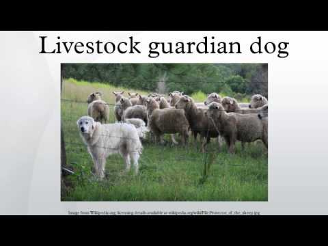 Livestock guardian dog