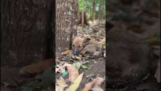 We managed to rescue this needy puppy 🐶 from under the trees.#dogrescue #rescuedogs #savepuppy