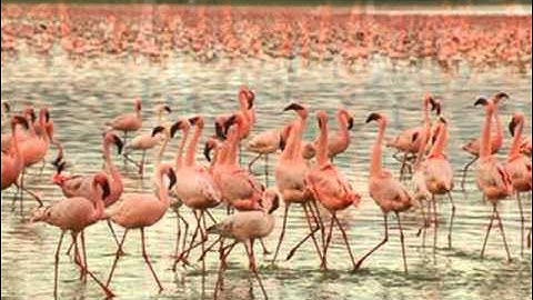 Riz Ortolani 映画「世界残酷物語」 More