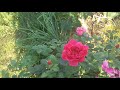 Розы корнесобственные-цветение,особенности выращивания и сюрпризы; Остинки цветение в жару 😍