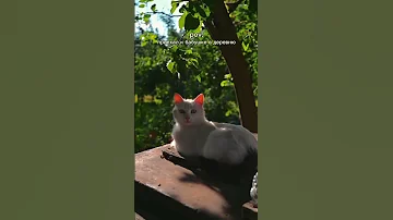 POV ты приехал к бабушке в деревню 