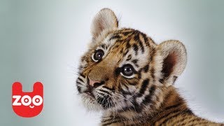 Tiger Cubs Play With Lion Cubs